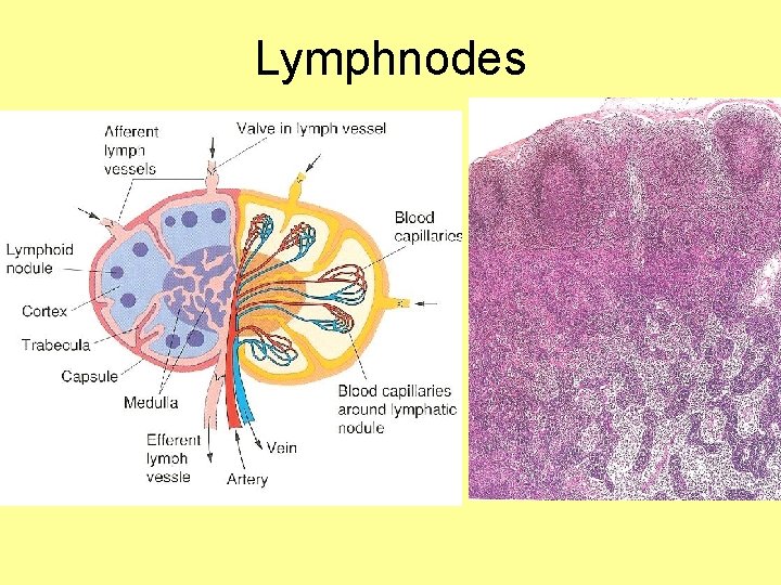 Lymphnodes 