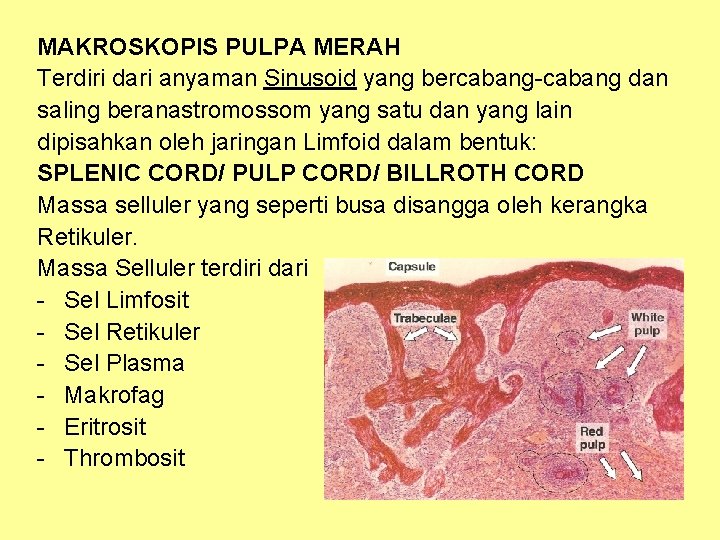 MAKROSKOPIS PULPA MERAH Terdiri dari anyaman Sinusoid yang bercabang-cabang dan saling beranastromossom yang satu