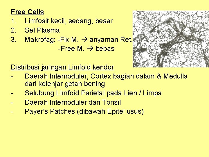 Free Cells 1. Limfosit kecil, sedang, besar 2. Sel Plasma 3. Makrofag: -Fix M.