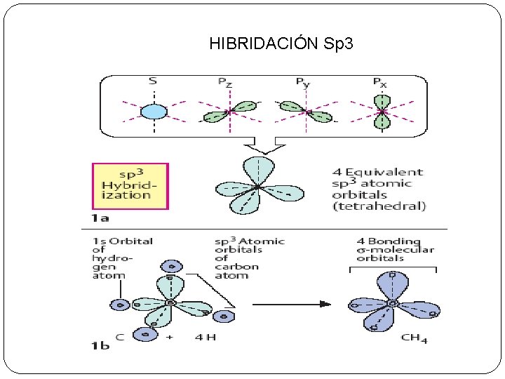 HIBRIDACIÓN Sp 3 