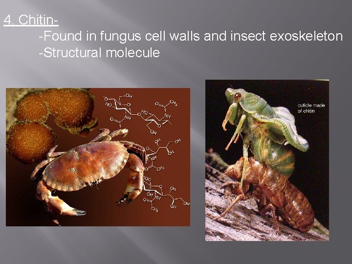 4. Chitin-Found in fungus cell walls and insect exoskeleton -Structural molecule 