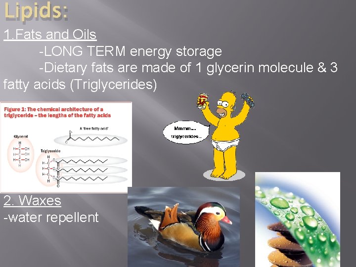 Lipids: 1. Fats and Oils -LONG TERM energy storage -Dietary fats are made of