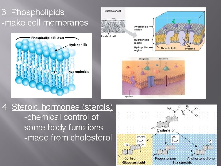 3. Phospholipids -make cell membranes 4. Steroid hormones (sterols) -chemical control of some body