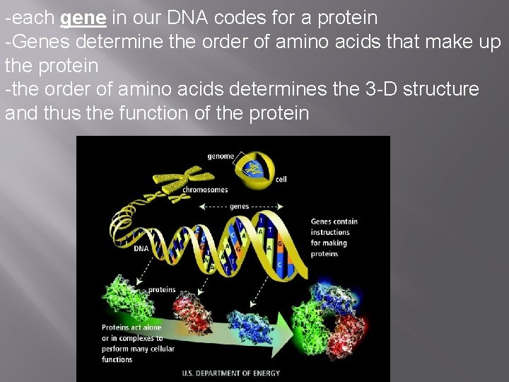 -each gene in our DNA codes for a protein -Genes determine the order of