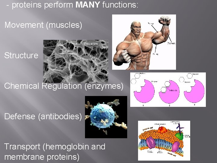 - proteins perform MANY functions: Movement (muscles) Structure Chemical Regulation (enzymes) Defense (antibodies) Transport