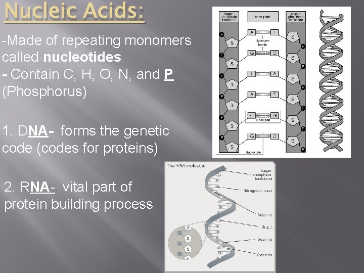 Nucleic Acids: -Made of repeating monomers called nucleotides - Contain C, H, O, N,