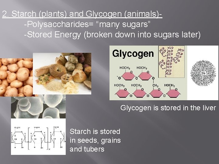 2. Starch (plants) and Glycogen (animals)-Polysaccharides= “many sugars” -Stored Energy (broken down into sugars