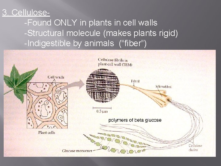 3. Cellulose-Found ONLY in plants in cell walls -Structural molecule (makes plants rigid) -Indigestible