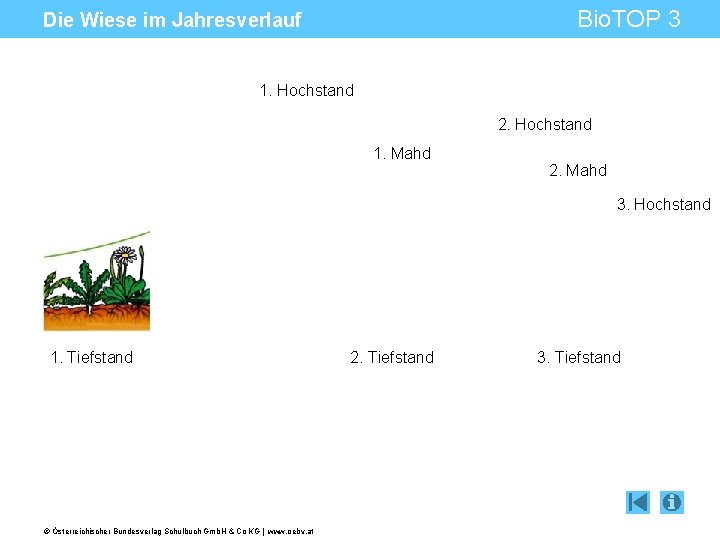 Bio. TOP 3 Die Wiese im Jahresverlauf 1. Hochstand 2. Hochstand 1. Mahd 2