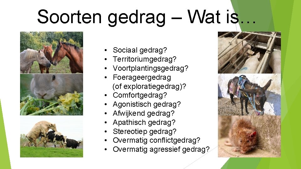 Soorten gedrag – Wat is… • Sociaal gedrag? • Territoriumgedrag? • Voortplantingsgedrag? • Foerageergedrag