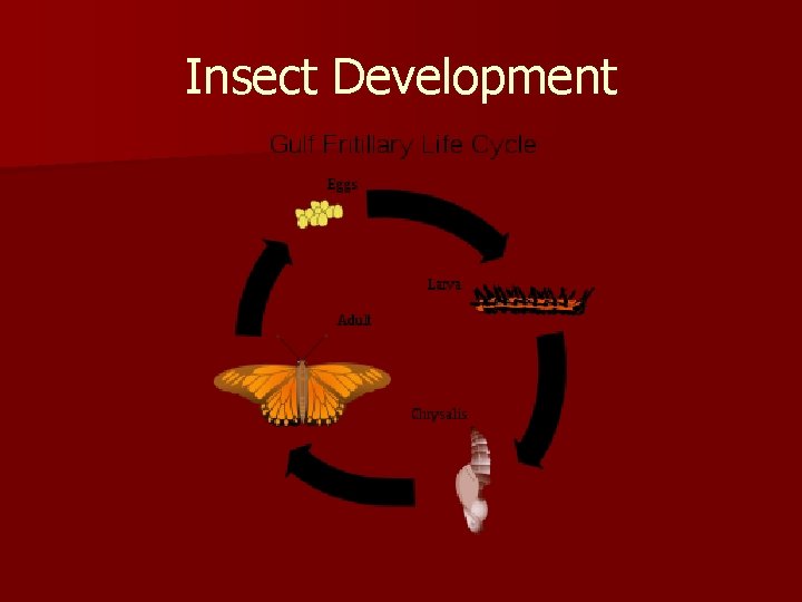 Insect Development 