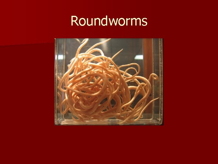 Roundworms 