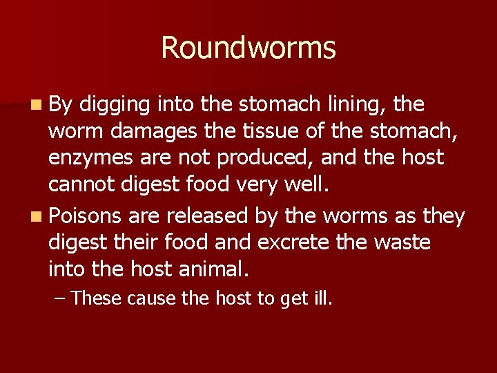 Roundworms n By digging into the stomach lining, the worm damages the tissue of