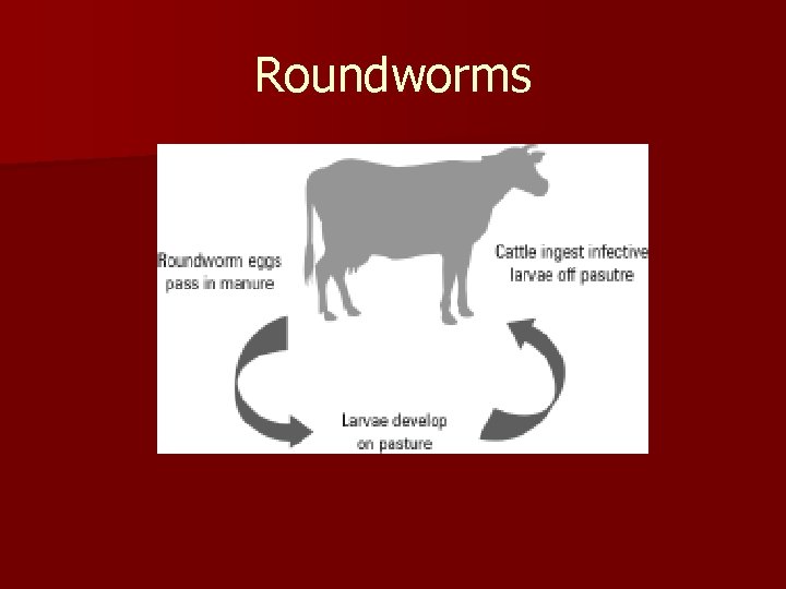 Roundworms 