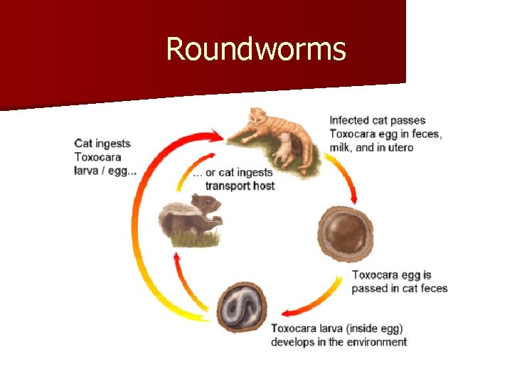 Roundworms 