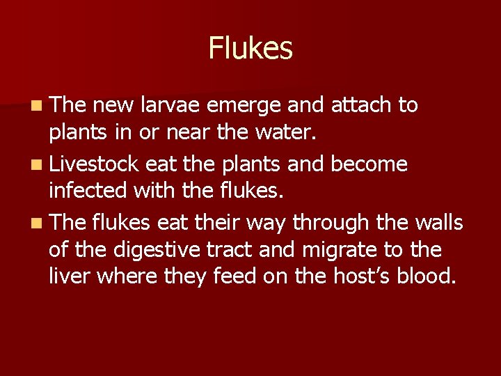 Flukes n The new larvae emerge and attach to plants in or near the