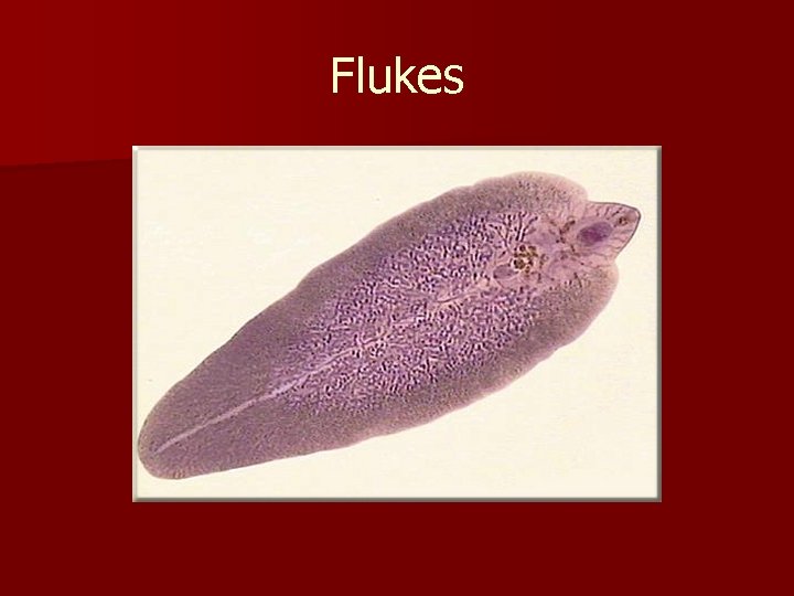 Flukes 