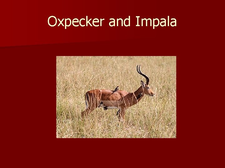 Oxpecker and Impala 