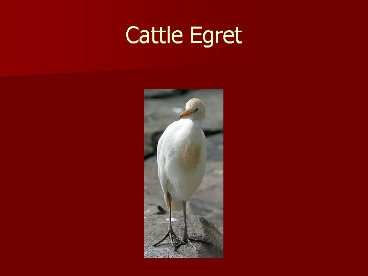 Cattle Egret 