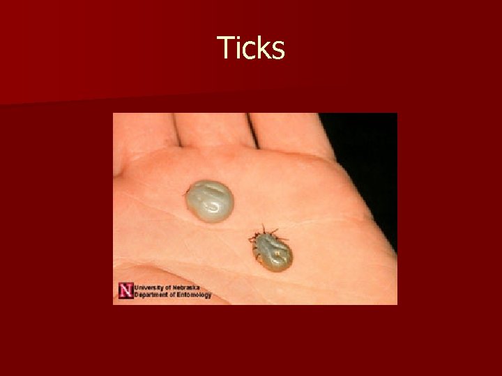 Ticks 