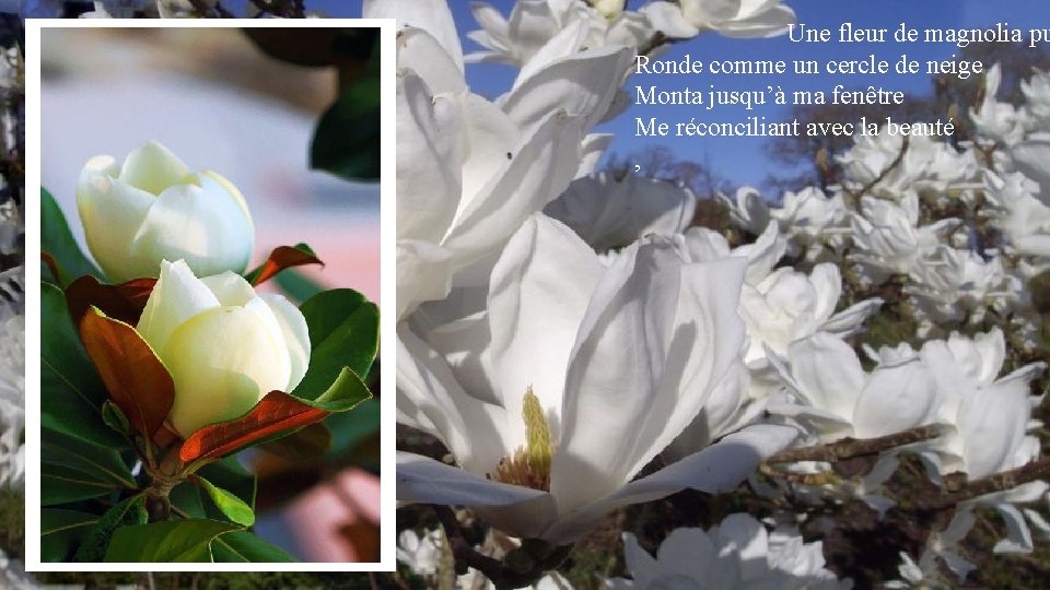 Une fleur de magnolia pu Ronde comme un cercle de neige Monta jusqu’à ma