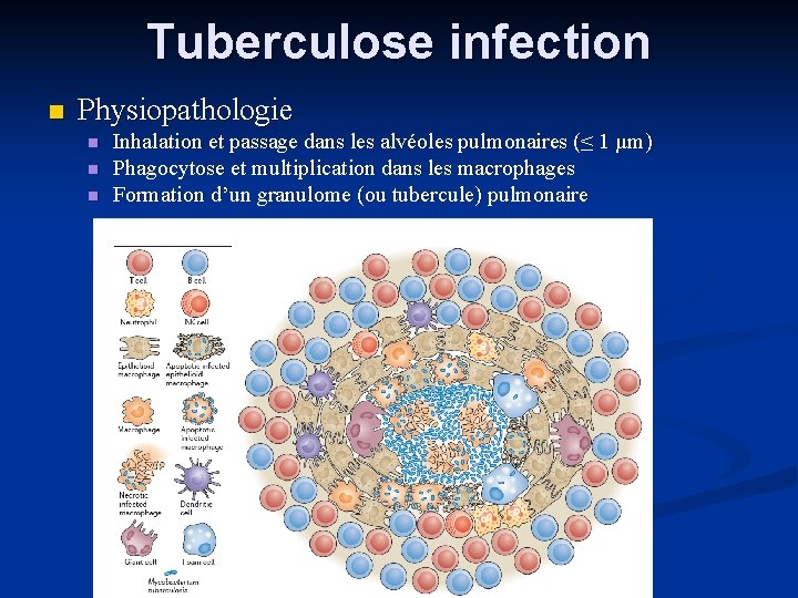 Tuberculose infection Physiopathologie Inhalation et passage dans les alvéoles pulmonaires (≤ 1 µm) Phagocytose