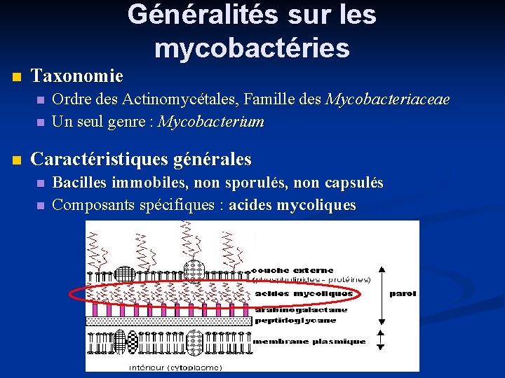  Taxonomie Généralités sur les mycobactéries Ordre des Actinomycétales, Famille des Mycobacteriaceae Un seul