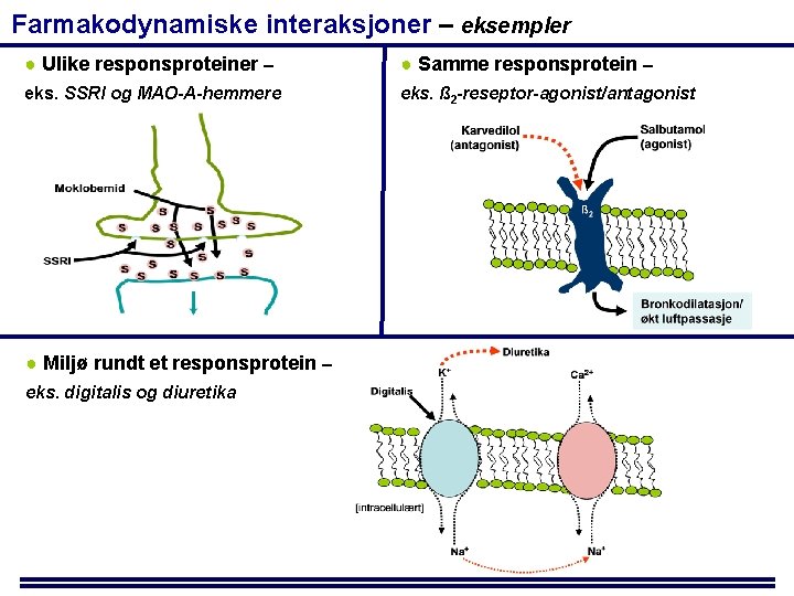 Farmakodynamiske interaksjoner – eksempler ● Ulike responsproteiner – ● Samme responsprotein – eks. SSRI