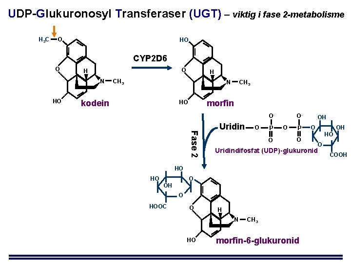 UDP-Glukuronosyl Transferaser (UGT) – viktig i fase 2 -metabolisme H 3 C O HO