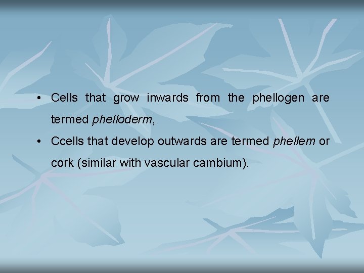  • Cells that grow inwards from the phellogen are termed phelloderm, • Ccells