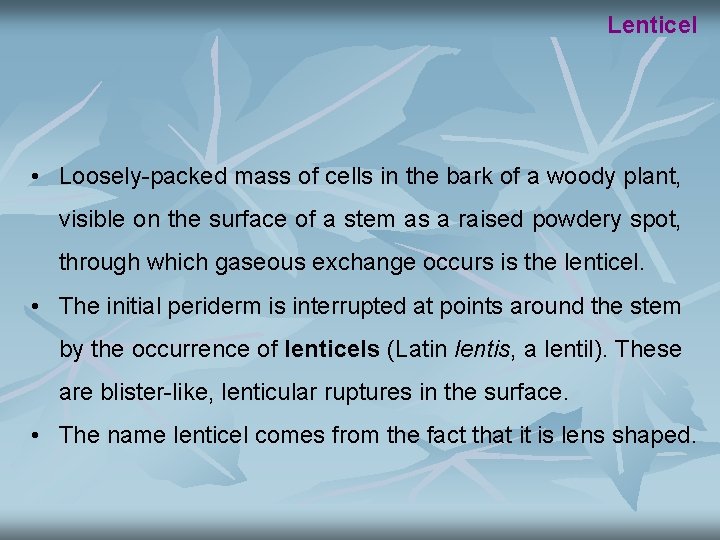 Lenticel • Loosely-packed mass of cells in the bark of a woody plant, visible