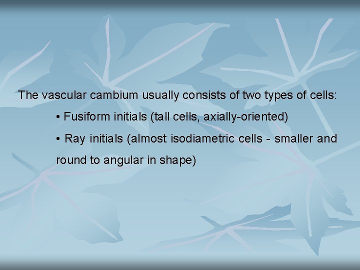 The vascular cambium usually consists of two types of cells: • Fusiform initials (tall