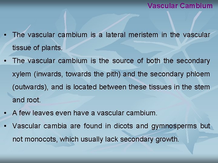 Vascular Cambium • The vascular cambium is a lateral meristem in the vascular tissue