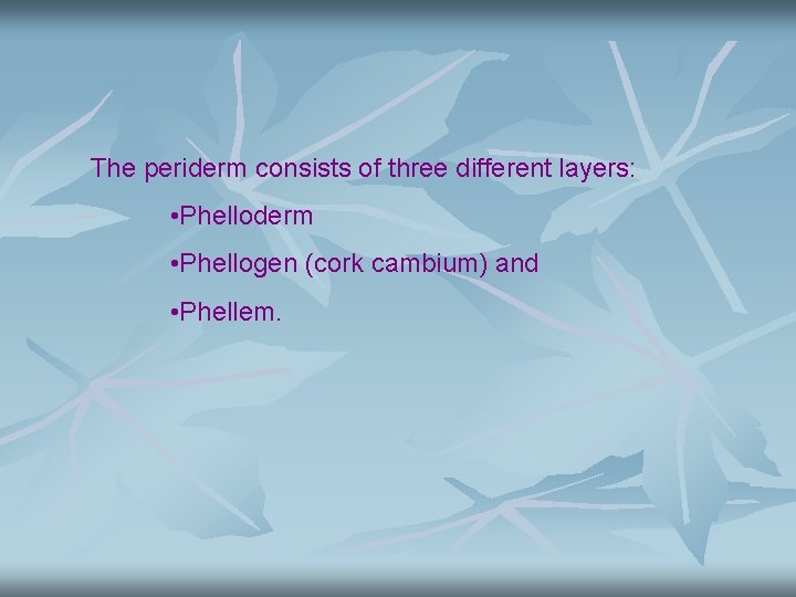 The periderm consists of three different layers: • Phelloderm • Phellogen (cork cambium) and
