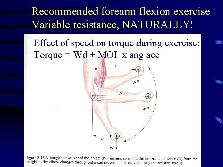 Recommended forearm flexion exercise – Variable resistance, NATURALLY! Effect of speed on torque during