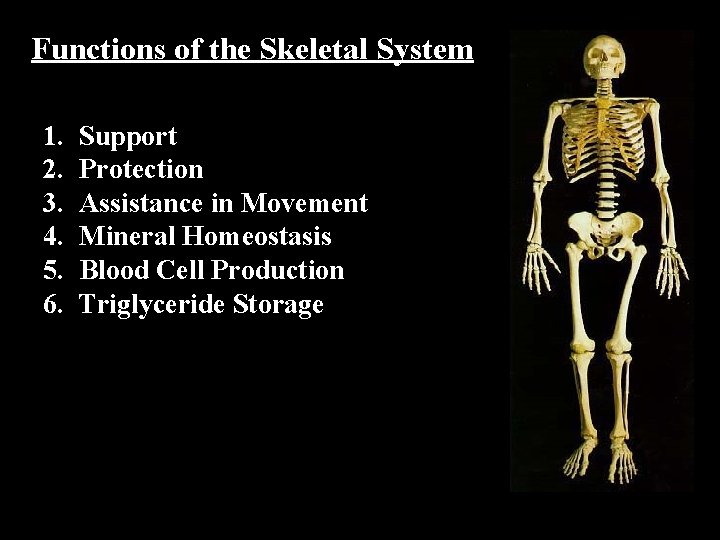 Functions of the Skeletal System 1. 2. 3. 4. 5. 6. Support Protection Assistance