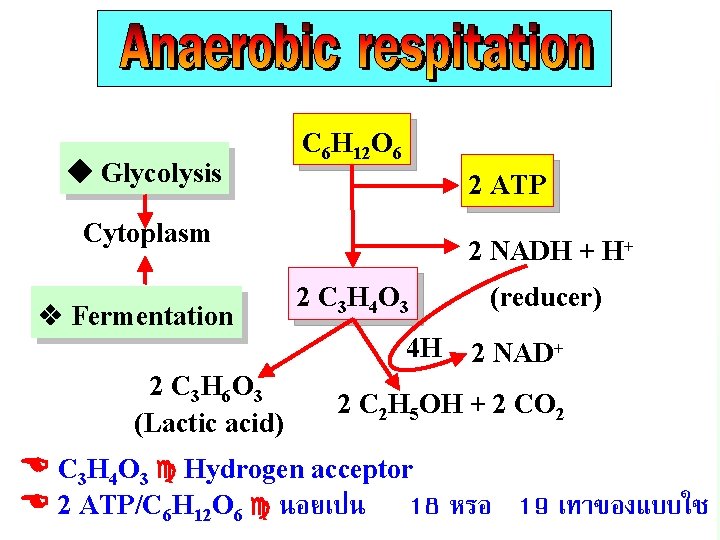  Glycolysis C 6 H 12 O 6 2 ATP Cytoplasm Fermentation 2 NADH