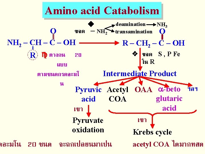 Amino acid Catabolism deamination NH 3 transamination O ขจด – NH 2 O NH