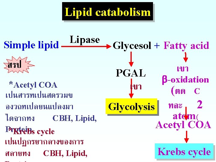 Lipid catabolism Lipase Simple lipid สรป *Acetyl COA เปนสารทเปนสดรวมข องวถทเปลยนแปลงมา ไดจากทง CBH, Lipid, Protein