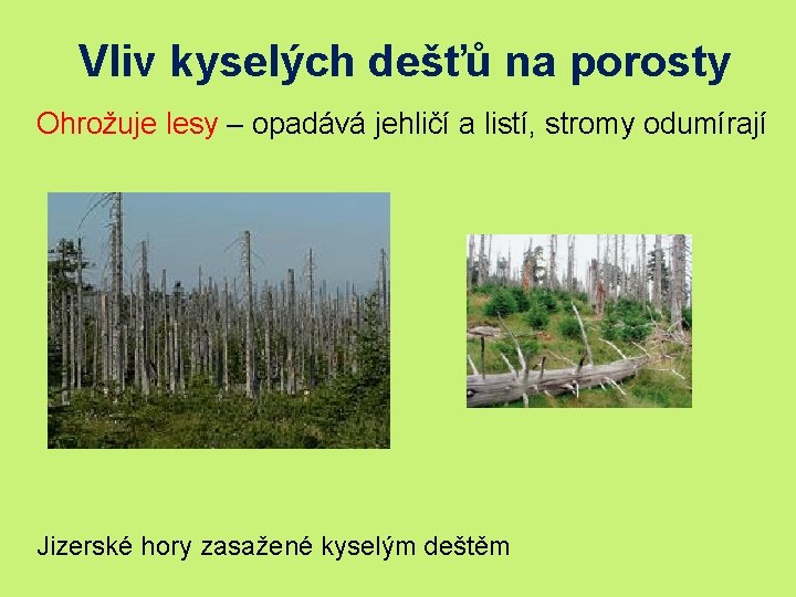 Vliv kyselých dešťů na porosty Ohrožuje lesy – opadává jehličí a listí, stromy odumírají