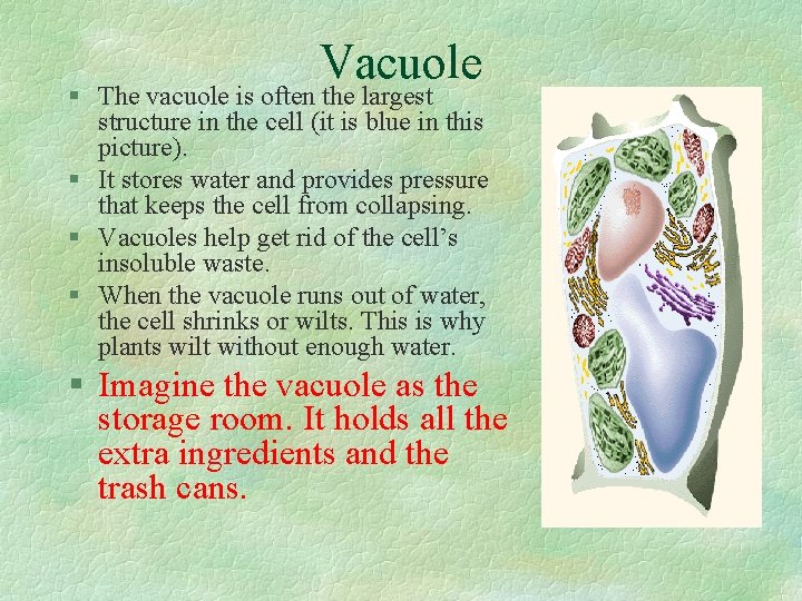 Vacuole § The vacuole is often the largest structure in the cell (it is
