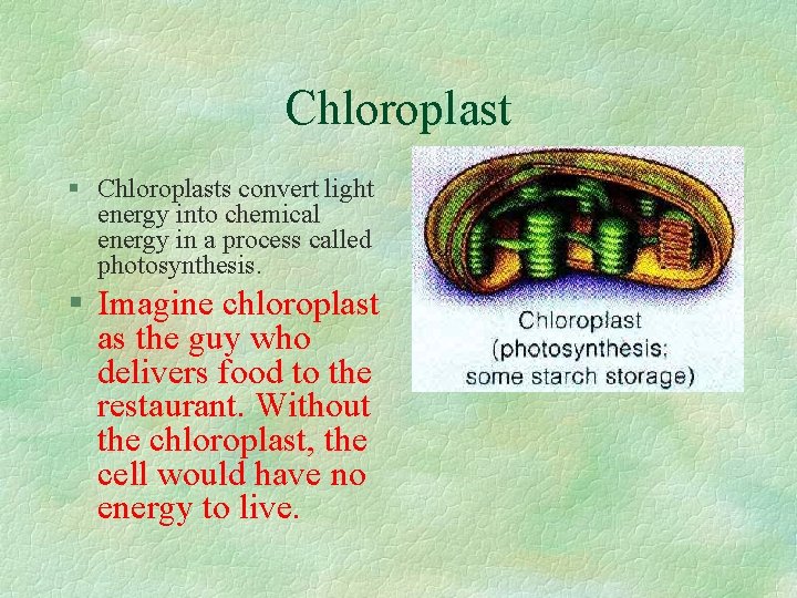 Chloroplast § Chloroplasts convert light energy into chemical energy in a process called photosynthesis.