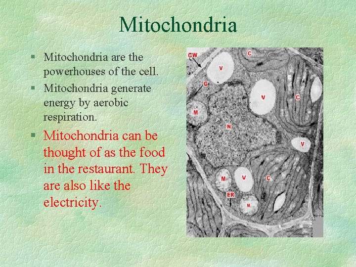 Mitochondria § Mitochondria are the powerhouses of the cell. § Mitochondria generate energy by