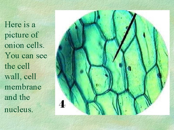 Here is a picture of onion cells. You can see the cell wall, cell