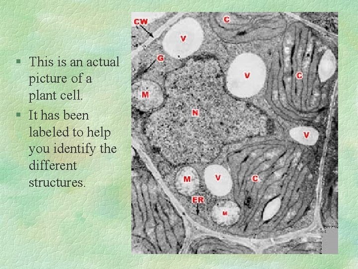 § This is an actual picture of a plant cell. § It has been