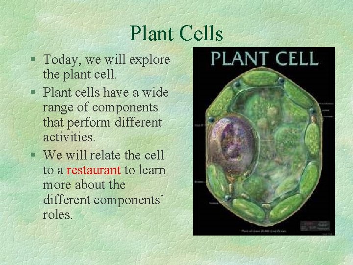 Plant Cells § Today, we will explore the plant cell. § Plant cells have