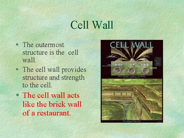 Cell Wall § The outermost structure is the cell wall. § The cell wall