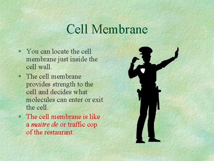 Cell Membrane § You can locate the cell membrane just inside the cell wall.