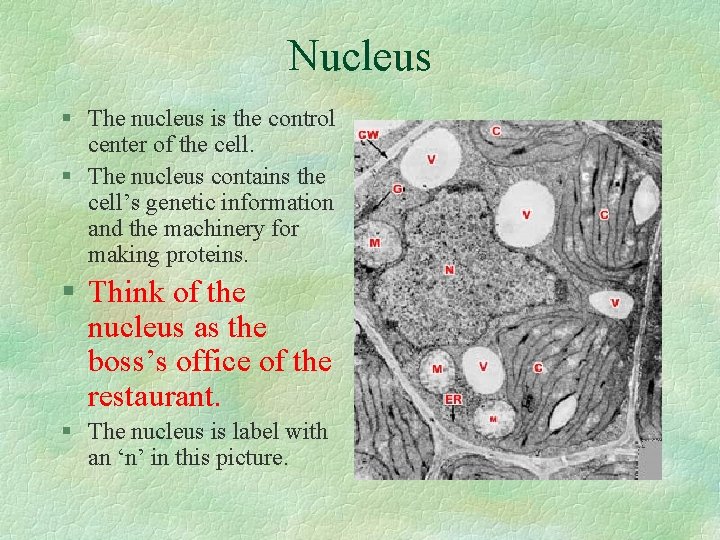 Nucleus § The nucleus is the control center of the cell. § The nucleus