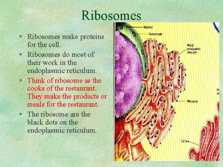 Ribosomes § Ribosomes make proteins for the cell. § Ribosomes do most of their